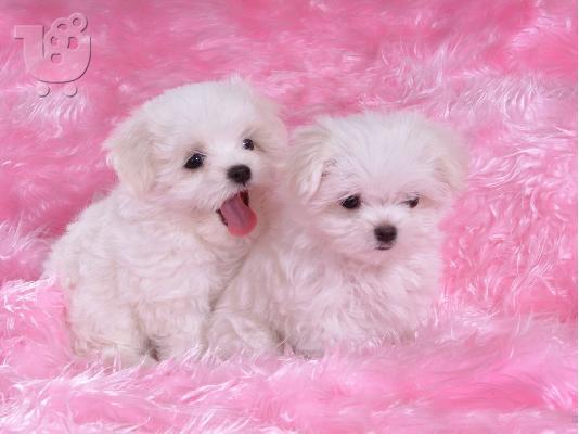 PoulaTo: Δύο κουτάβια Top Class Maltese Available